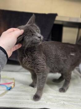 Domestic Short Hair Cats Available for Adoption in Westland, Michigan - Bundt Cake | PetCurious