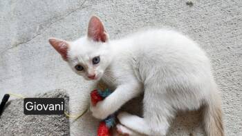 Siamese Cats Available for Adoption in West Palm Beach, Florida - Giovani | PetCurious