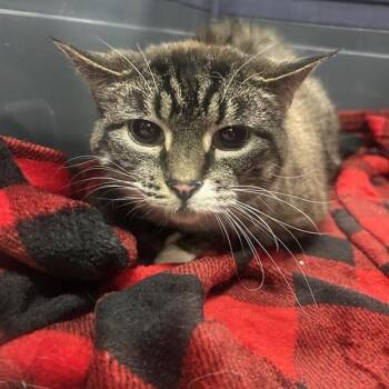 Whisper -  Domestic Short Hair Cat for Adoption in Salt Lake City, Utah - Whisper | PetCurious