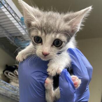 Olivia -  Domestic Short Hair Cat for Adoption in Pasadena, California - Olivia | PetCurious