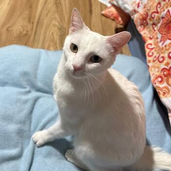 Airy (bonded with Tai) -  Domestic Short Hair Cat for Adoption in Sandy Springs, Georgia - Airy (bonded With Tai) | PetCurious