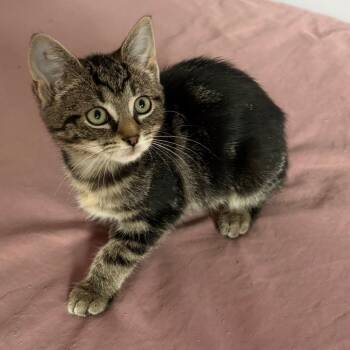 Domestic Short Hair Cats Available for Adoption - Aqua | PetCurious