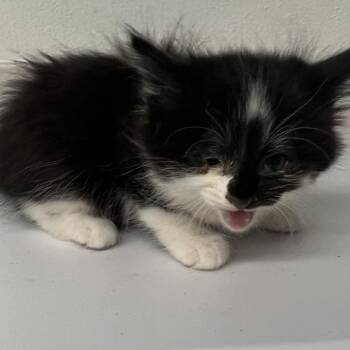 Elyndra -  Domestic Short Hair Cat for Adoption in St. Louis, Missouri - Elyndra | PetCurious