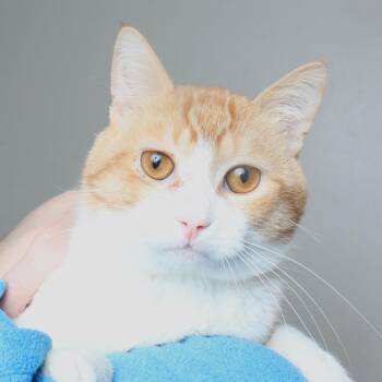 Nico C63885 -  Domestic Short Hair Cat for Adoption in Minnetonka, Minnesota - Nico C63885 | PetCurious