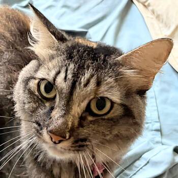 Rescue Domestic Short Hair Cats for Adoption in Tulsa, Oklahoma - Muffit | PetCurious