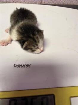k6 -  Domestic Short Hair Cat for Adoption in El Paso, Texas - K6 | PetCurious