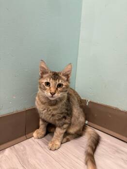 Rescue Dilute Calico Cats for Adoption in Aiea, Hawaii - Lady Gaga | PetCurious