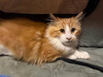 Standish -  Domestic Short Hair Cat for Adoption in Cleveland, Ohio - Standish | PetCurious