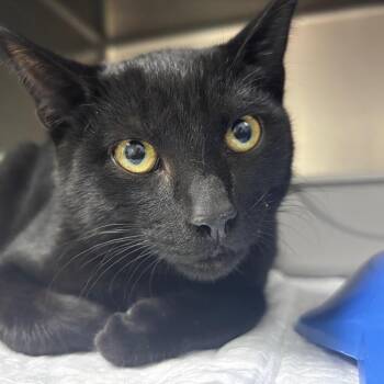 Domestic Short Hair Cats Available for Adoption in Franklin, North Carolina - Beavis | PetCurious