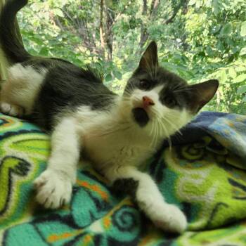 Fred C11439 -  Domestic Short Hair Cat for Adoption - Fred C11439 | PetCurious
