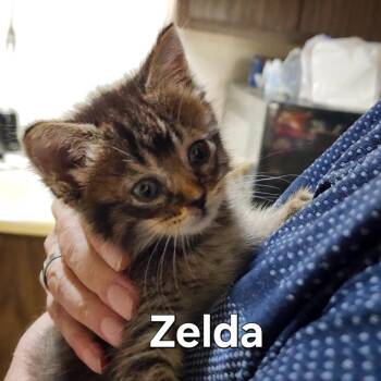 Tiatha (Zelda) -  Domestic Long Hair Cat for Adoption in Lincoln, California - Tiatha (Zelda) | PetCurious