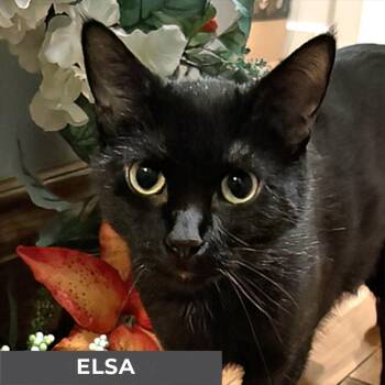 Rescue Domestic Short Hair Cats for Adoption in Toronto, Ontario - Elsa | PetCurious