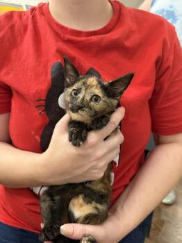 Magpie (Available for pre-adoption) -  Domestic Short Hair Cat for Adoption in Camden, South Carolina - Magpie (Available For Pre-adoption) | PetCurious