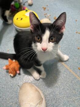 Finch -  Domestic Short Hair Cat for Adoption in Berryville, Virginia - Finch | PetCurious