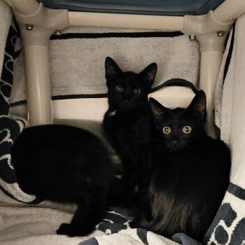 HILLARY -  Domestic Short Hair Cat for Adoption - HILLARY | PetCurious