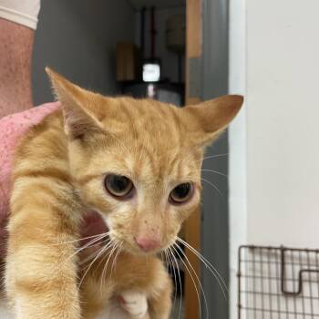 Oogway -  Domestic Short Hair Cat for Adoption in Brownsboro, Alabama - Oogway | PetCurious