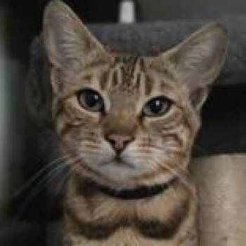Claire -  Bengal Cat for Adoption in Pickering, Ontario - Claire | PetCurious