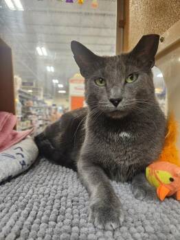 Delilah -  Domestic Short Hair Cat for Adoption in Port Barrington, Illinois - Delilah | PetCurious