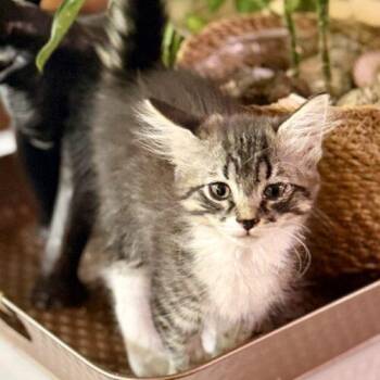 Pixie -  Tabby Cat for Adoption in Glendale, Arizona - Pixie | PetCurious