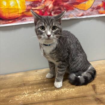 Rescue Domestic Short Hair Cats for Adoption in Normal, Illinois - Mittens | PetCurious
