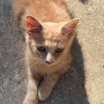 Rescue American Shorthair Cats for Adoption in Livingston, Texas - Willie | PetCurious