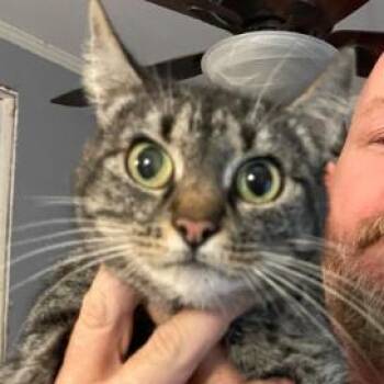 Domestic Short Hair Cats Available for Adoption - Sienna | PetCurious