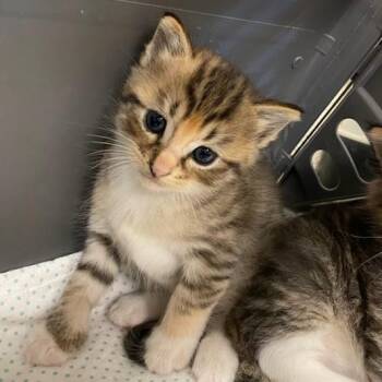 Fusion -  Domestic Medium Hair Cat for Adoption in Memphis, Tennessee - Fusion | PetCurious