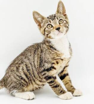 Harold and Hank - super handsome super sweet -  Bengal and Tabby Cat for Adoption in Bedford Hills, New York - Harold And Hank - Super Handsome Super Sweet | PetCurious