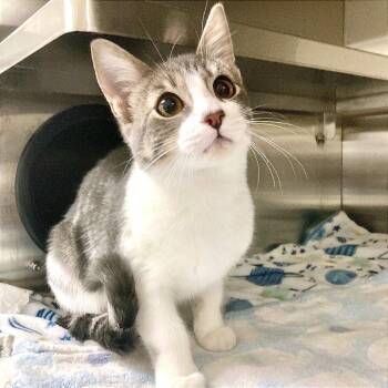 Cat (2) 10/24/2026 -  Domestic Short Hair Cat for Adoption in Bullhead City, Arizona - Cat (2) 10/24/2026 | PetCurious