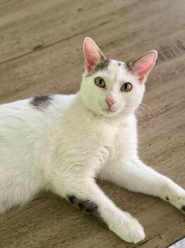 Domestic Short Hair Cats Available for Adoption in Minneapolis, Minnesota - Cleopatra | PetCurious