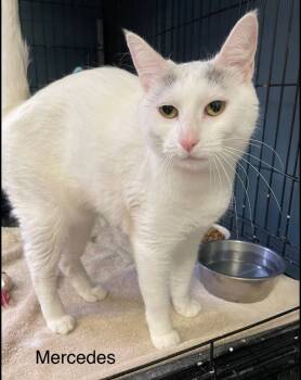 Rescue Domestic Short Hair Cats for Adoption in Muskegon, Michigan - MERCEDES | PetCurious