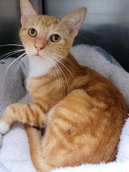 Rescue Domestic Short Hair Cats for Adoption in Hornell, New York - Trick | PetCurious