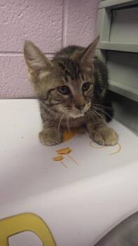 61188401 -  Domestic Short Hair Cat for Adoption in El Paso, Texas - 61188401 | PetCurious
