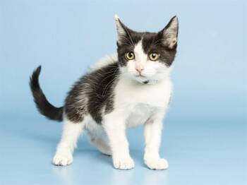 GABBY -  Domestic Short Hair Cat for Adoption in Phoenix, Arizona - GABBY | PetCurious
