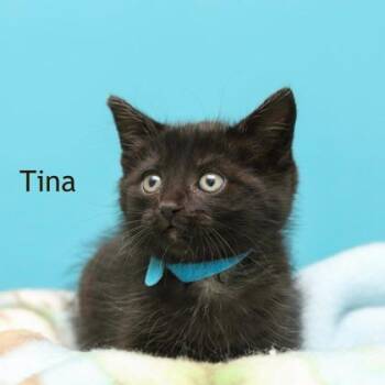 Tina -  Domestic Medium Hair and Domestic Short Hair Cat for Adoption in Parma, Ohio - Tina | PetCurious