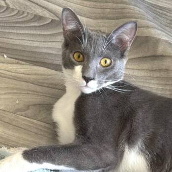 Pugsley -  Domestic Short Hair Cat for Adoption in Chapel Hill, North Carolina - Pugsley | PetCurious