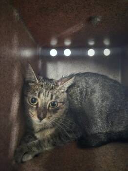 City Cat -  Domestic Short Hair Cat for Adoption in Morgantown, Kentucky - City Cat | PetCurious