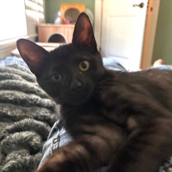 Stormy 6 -  Domestic Short Hair Cat for Adoption in Bulverde, Texas - Stormy 6 | PetCurious