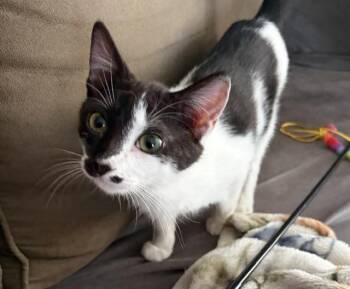 Baby -  Domestic Short Hair Cat for Adoption in Burnaby, British Columbia - Baby | PetCurious