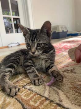 Domestic Short Hair Cats Available for Adoption in Broomall, Pennsylvania - Posey | PetCurious