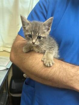 MAPLE -  Domestic Short Hair and Extra Toes Cat Hemingway Polydactyl Cat for Adoption in Cookeville, Tennessee - MAPLE | PetCurious