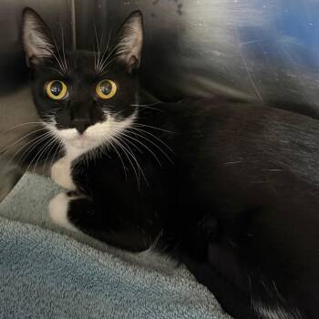 Sadie -  Domestic Short Hair Cat for Adoption in Sarasota, Florida - Sadie | PetCurious
