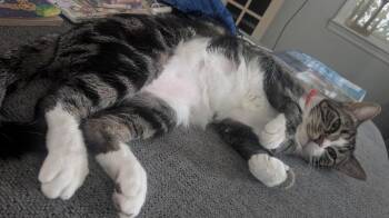 Chalupa Supreme -  Domestic Short Hair Cat for Adoption in Maitland, Florida - Chalupa Supreme | PetCurious