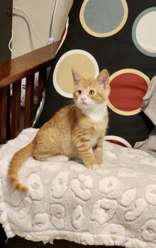 Rescue Domestic Short Hair Cats for Adoption in Camden, South Carolina - Ribosome (Available For Pre-adoption) | PetCurious