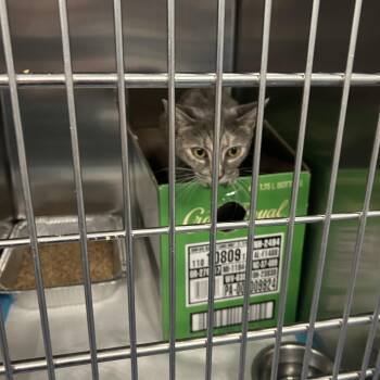 Larimar -  Domestic Short Hair Cat for Adoption in Greensboro, North Carolina - Larimar | PetCurious