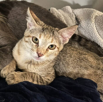 Rescue Domestic Short Hair Cats for Adoption in Bonsall, California - Jane 4903 | PetCurious