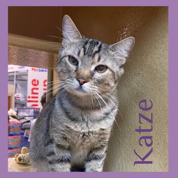 Tabby Cats Available for Adoption in Lawton, Oklahoma - KATZE | PetCurious
