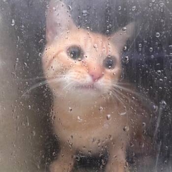 Jefferson -  Domestic Short Hair Cat for Adoption in Philadelphia, Pennsylvania - Jefferson | PetCurious