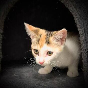 Winky -  Domestic Short Hair Cat for Adoption in South Bend, Indiana - Winky | PetCurious