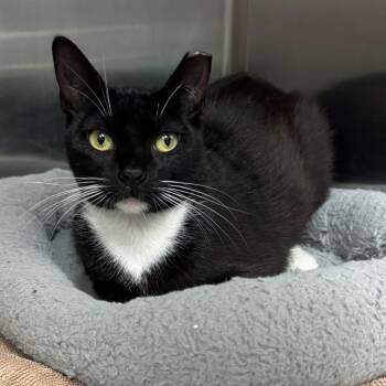 Robbie -  Domestic Short Hair Cat for Adoption in Redwood City, California - Robbie | PetCurious